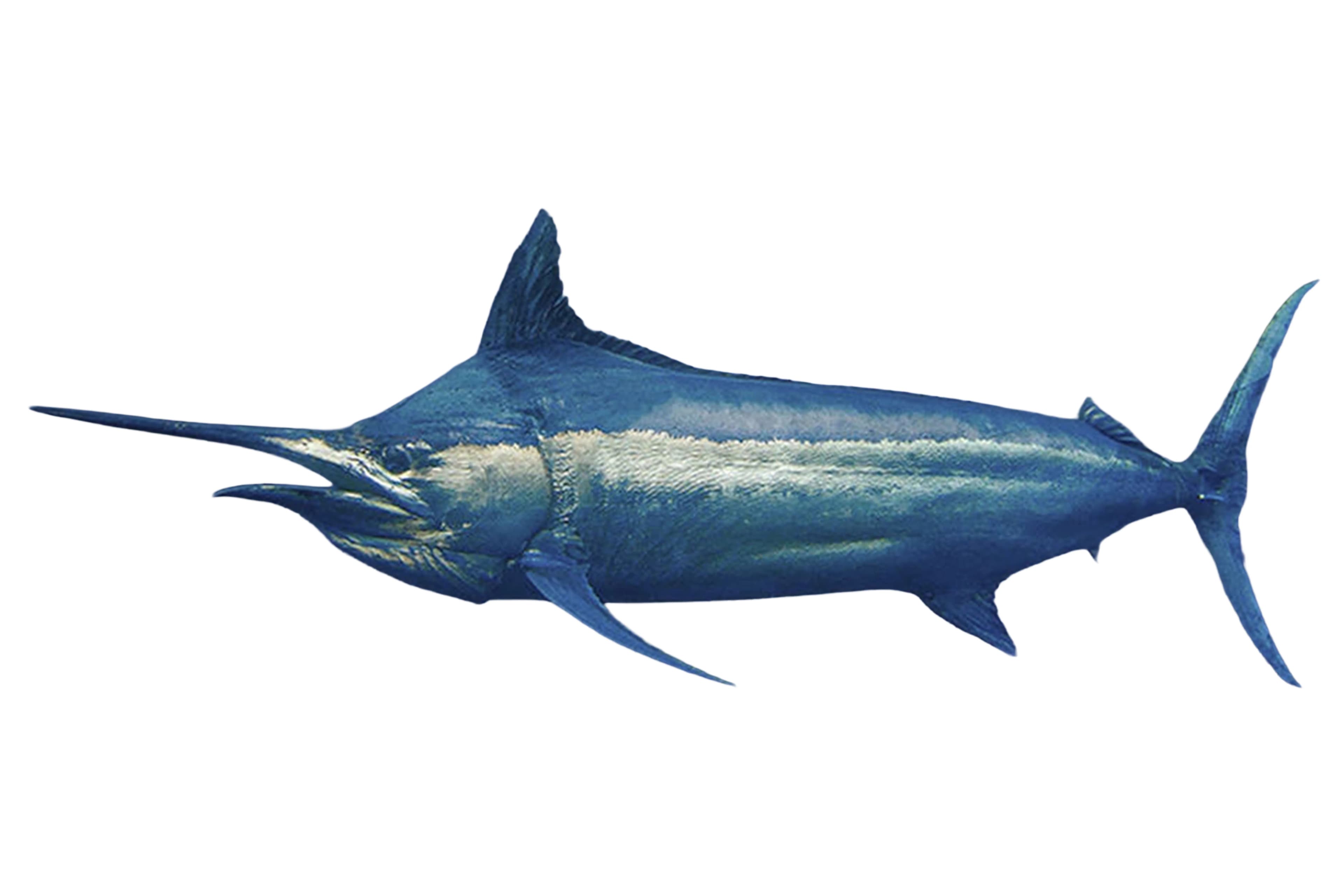 Blue Marlin